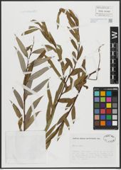 Foto von Salix alba L.